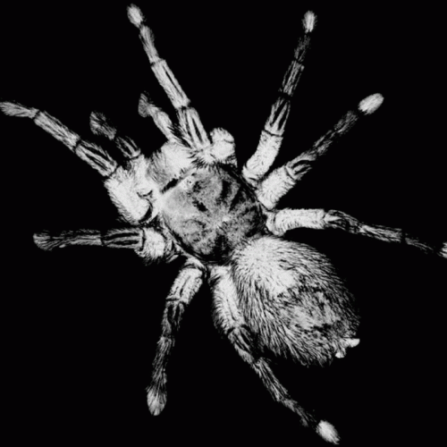 Morsure (FRA-2) : Prima Materia